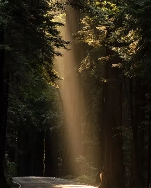 Brand identity system and website design